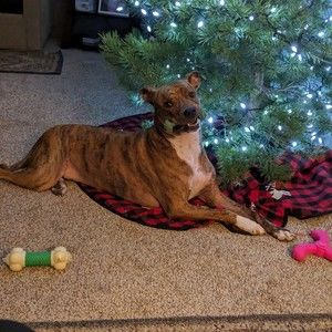 Meet your Posher, Sandy